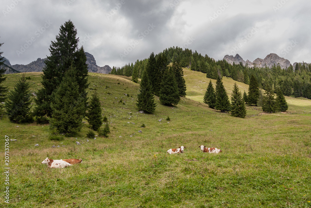The cows grazing on the pasture with the background of Dachstein mountain  Salzkammergut, Austria near Filzmoos in a beautiful summer day