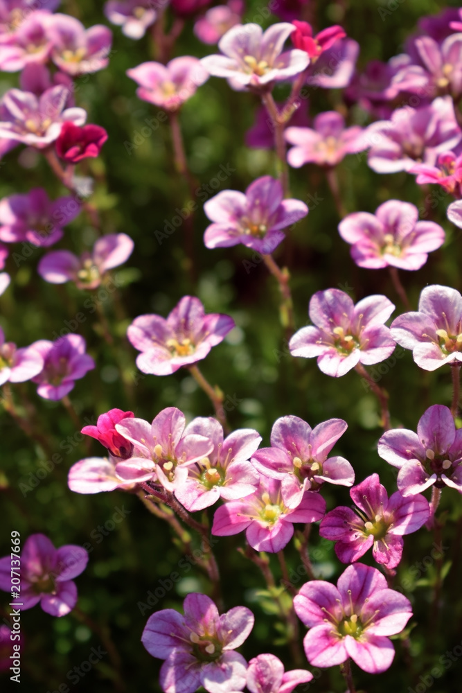 Obraz premium Little pink flowers in a garden on a sunny day. Blooming moss 