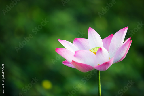 beautiful lotus flower blooming with green background.
