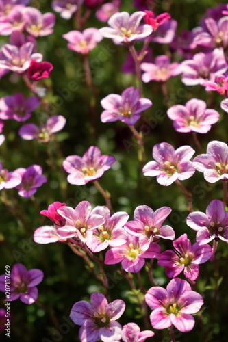 Little pink flowers in a garden on a sunny day. Blooming moss 