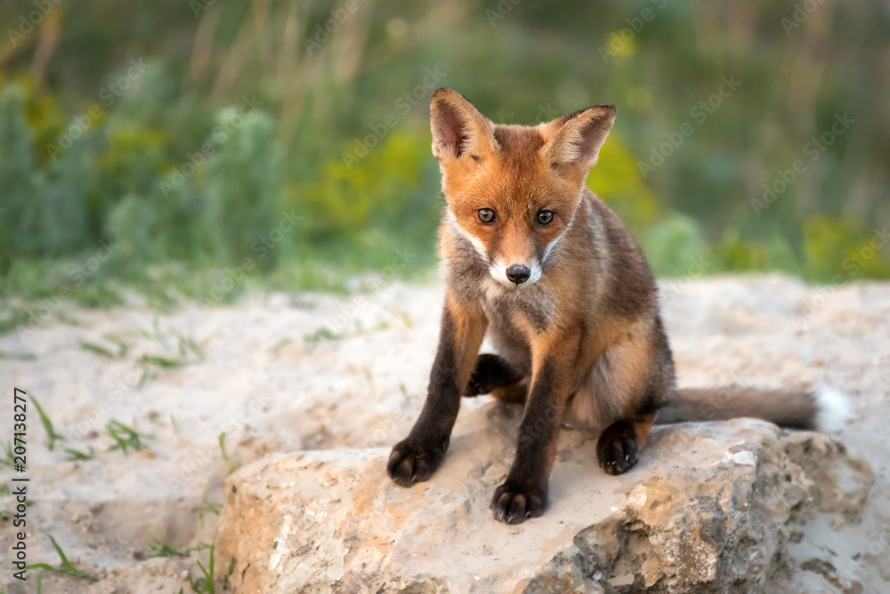Little Red Fox sitting near his hole looking at the camera Little Red Fox sitting near his hole looking at the camera