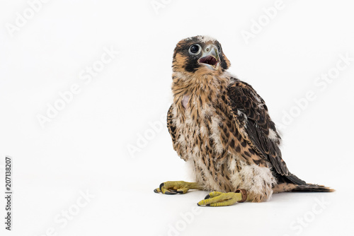 Εκτύπωση καμβά Chick falco peregrine (Falco peregrinus) on white background