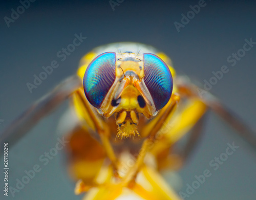 Drosophila melanogaster Extreme macro shot eye of Drosophila melanogaster in wild. Close up detail of eye Drosophila melanogasteris very small. on leave. Selective focus. photo