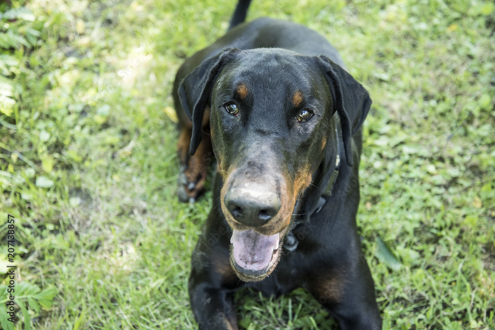 The Dobermann or Doberman Pinscher in the United States and Canada, is a medium-large breed of domestic dog originally developed around 1890 by Karl Friedrich Louis Dobermann, a tax collector.