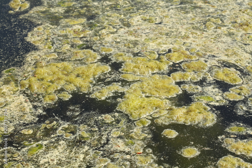 Grünlich-gelbe  Algen