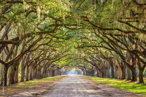 Savannah, Georgia, USA Historic Road