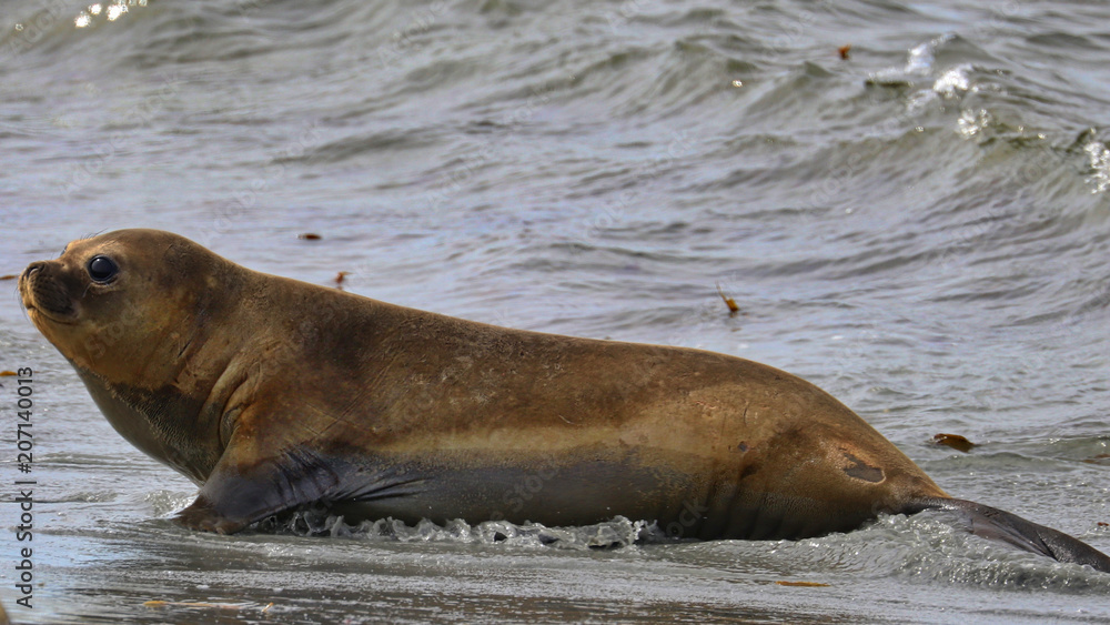 Obraz premium Falkland Islands