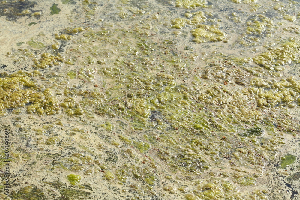 Grünlich-gelbe  Algen