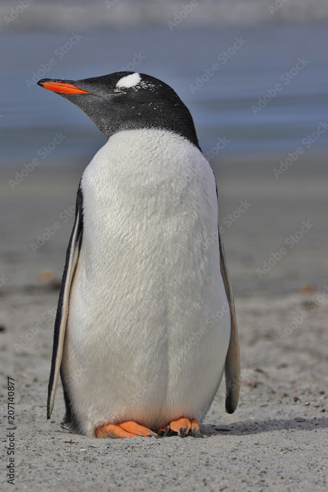Obraz premium Falkland Islands