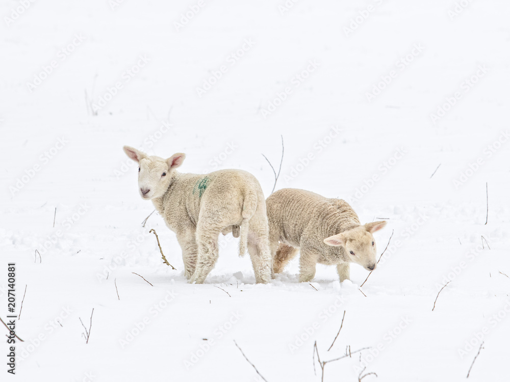 Naklejka premium Two cute spring lambs in snow looking back