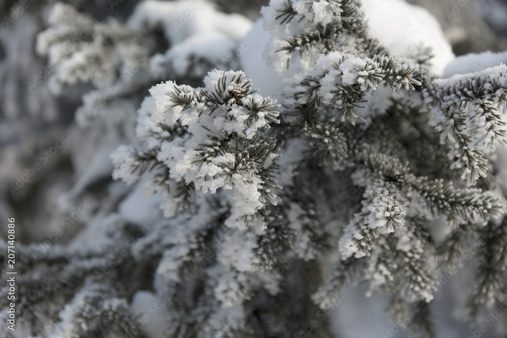 Snow-cowered fir branches. Winter blur background. Frost tree Snow-cowered fir branches. Winter blur background. Frost tree
