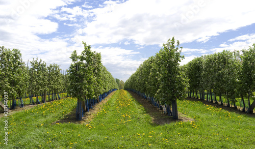 Plants: Blooming apple orchard in Eastern Thuringia in April