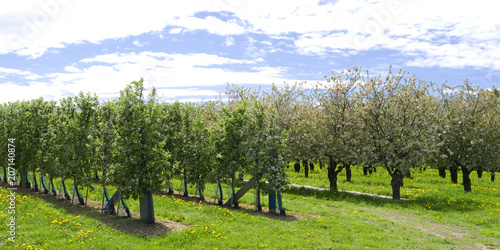 Plants: Blooming apple orchard in Eastern Thuringia in April