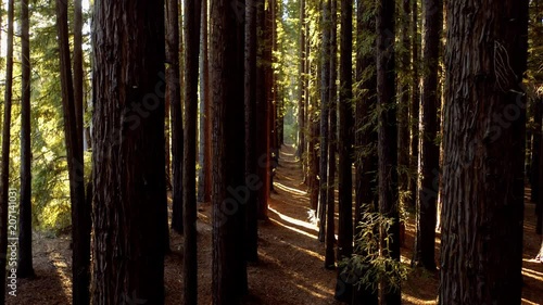 Redwood forest