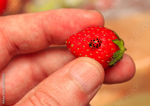 berry strawberry with ladybug in the mens fingers