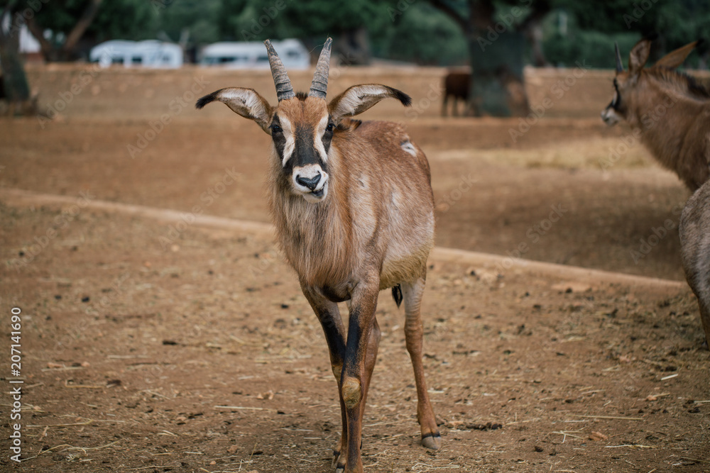 Obraz premium Mountain goat in Fasano apulia safari zoo Italy