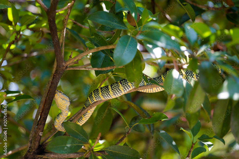 Naklejka premium Snake temple Penang island Malaysia