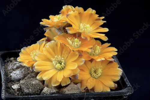 Cactus rebutia dersiana with flower isolated on Black. photo