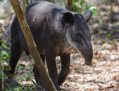 Принти на полотні Baird's tapir in Corcovado National Park, Costa Rica