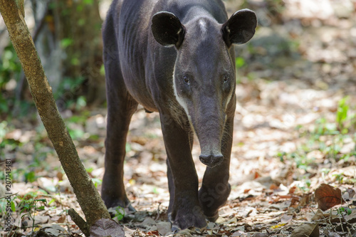 Baird's tapir © salparadis