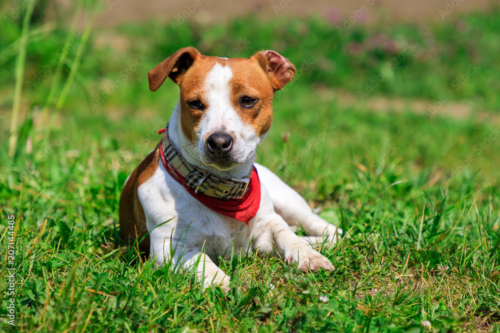 Jack russel terrier on green grass Jack russel terrier on green grass