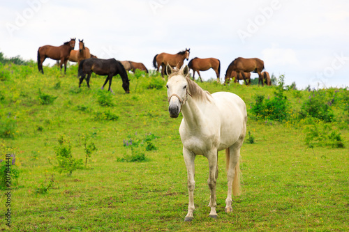 White horse on the pasture in summer