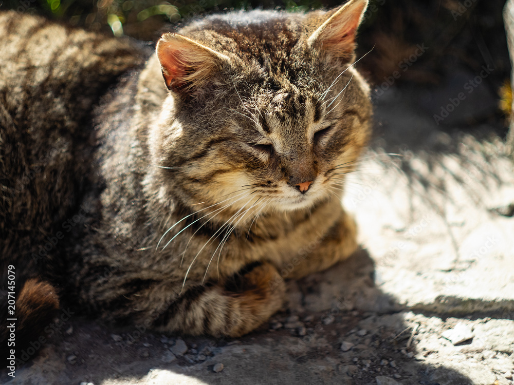 old cat sunbathing in the sun old cat sunbathing in the sun