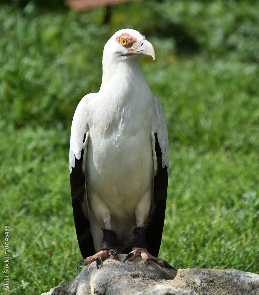AGUILA AGUILA