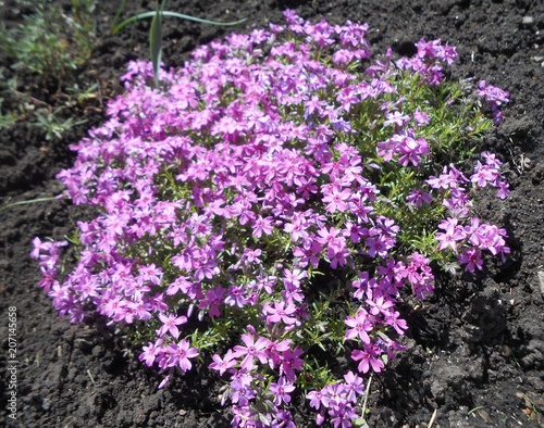 flowers  nature  plant