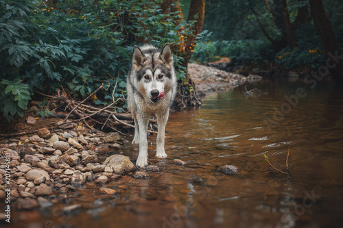 The dog Alaskan Malamute is like a wolf in the forest
