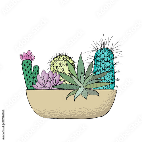 Succulent cactus collection in a ceramic pot. Agave, aloe, Saguaro, haworthia, Pachyphytum, prickly pear