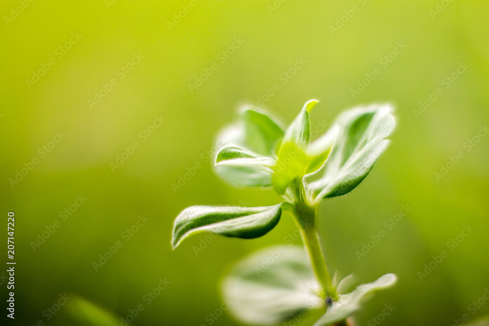 Abstract designs flower Abstract designs flower