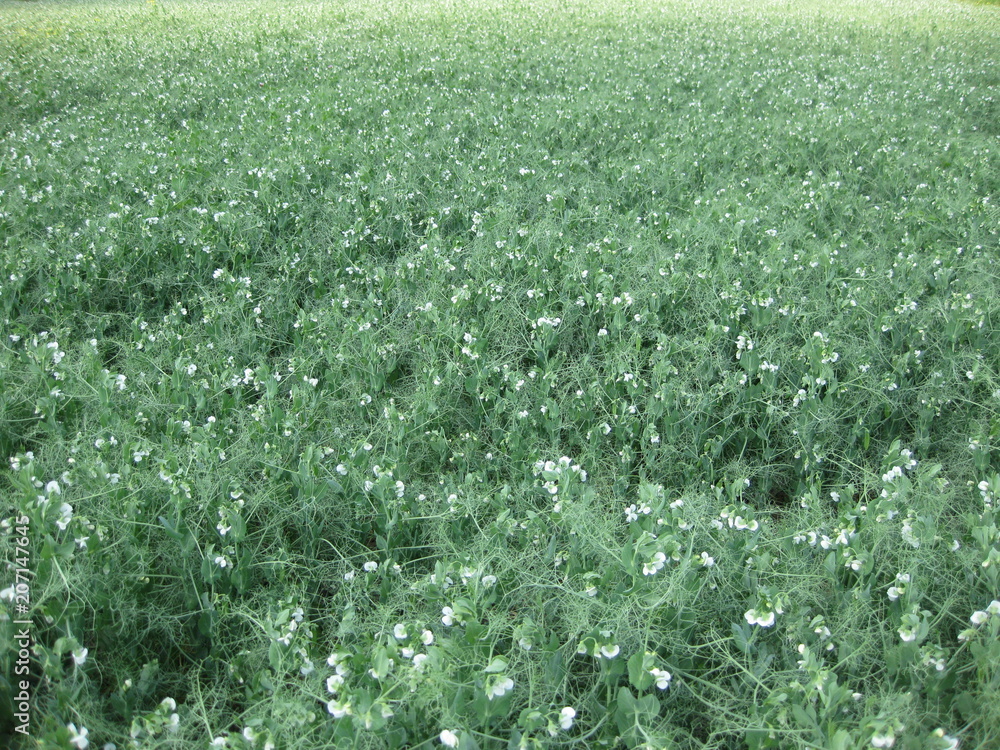 Blooming peas in the field. Flowering of legumes. Flowers of peas Blooming peas in the field. Flowering of legumes. Flowers of peas