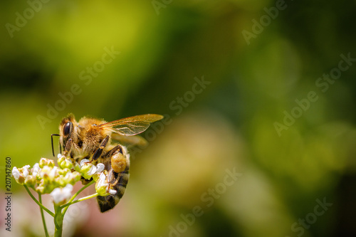 Bee on a white flower collecting pollen and gathering nectar to produce honey in the hive © photografiero