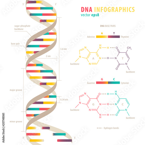 DNA infographics