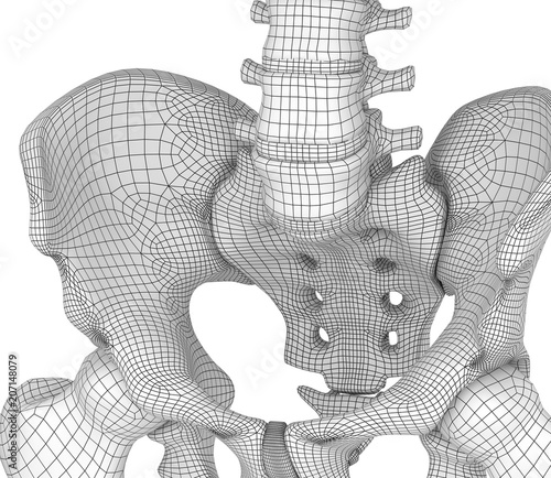 Pelvic area anatomy , backside view, 3d render