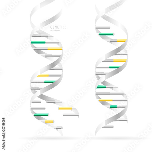 DNA double helix, realistic structural models, isolated on white background