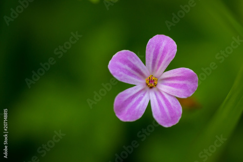 Canvas Print Herb Robert
