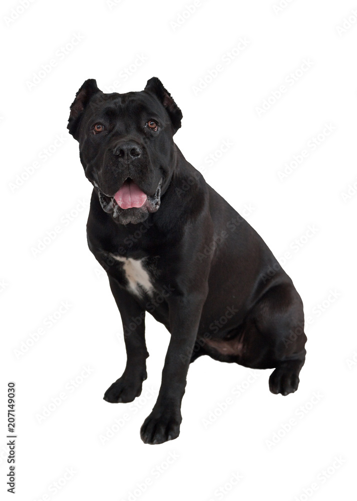 Cane corso puppy isolated on a white background. Cane corso italiano or italian mastiff. Pet animals. Cane corso puppy isolated on a white background. Cane corso italiano or italian mastiff. Pet animals.