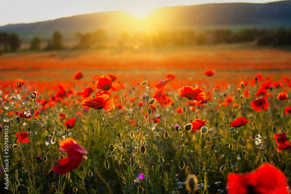 Beautiful image poppy fields in Italy Summer sunset.