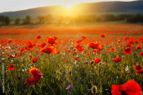 Beautiful image poppy fields in Italy Summer sunset.