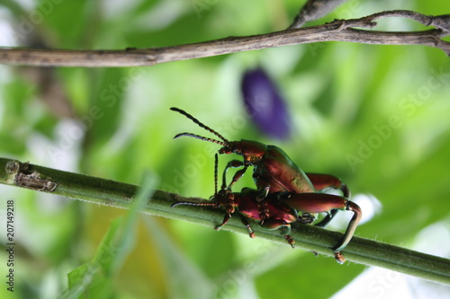 Beetle is mating