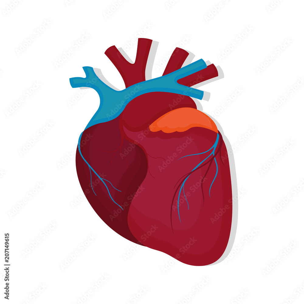 Human heart Human heart