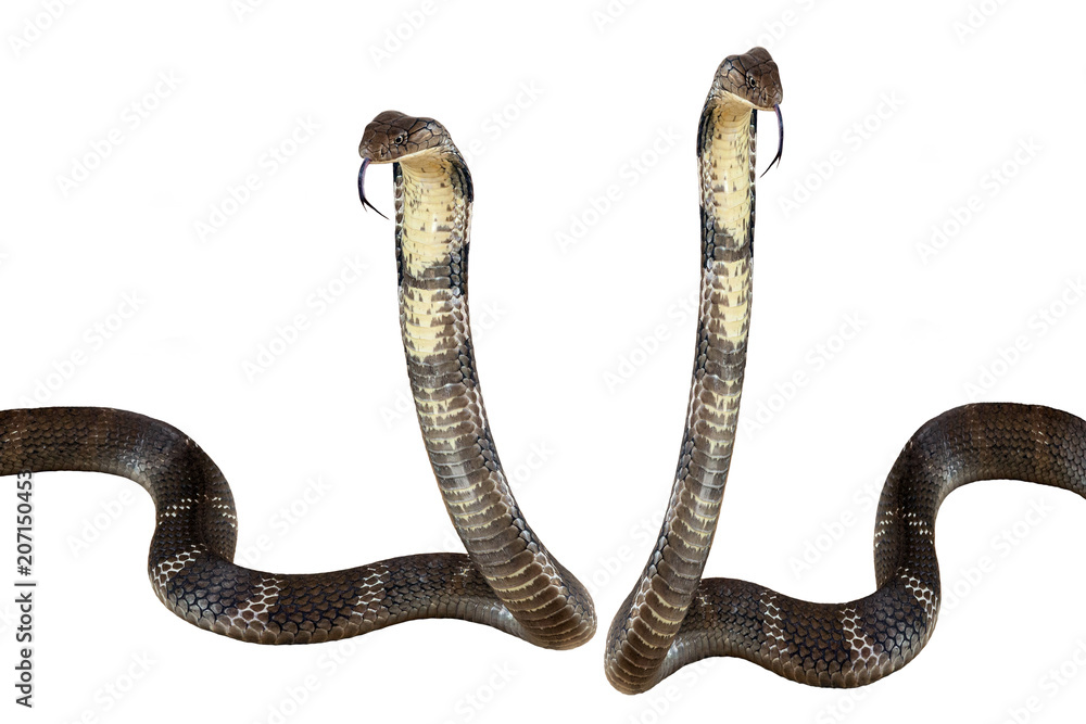 Naklejka premium King cobra