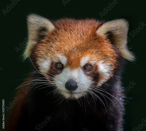 Red panda face isolated.