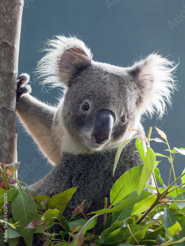 koala bear  on tree.