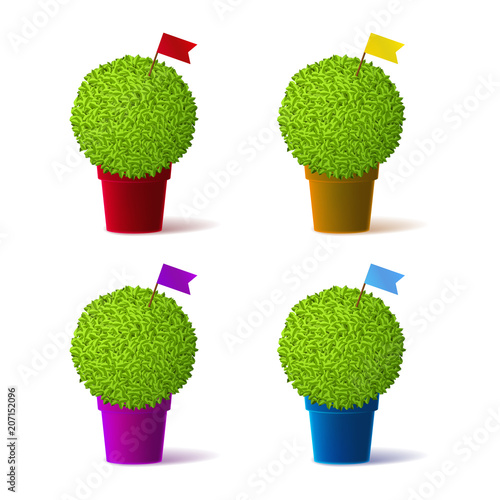 Colorful vector realistic manjerico plant in the pot set