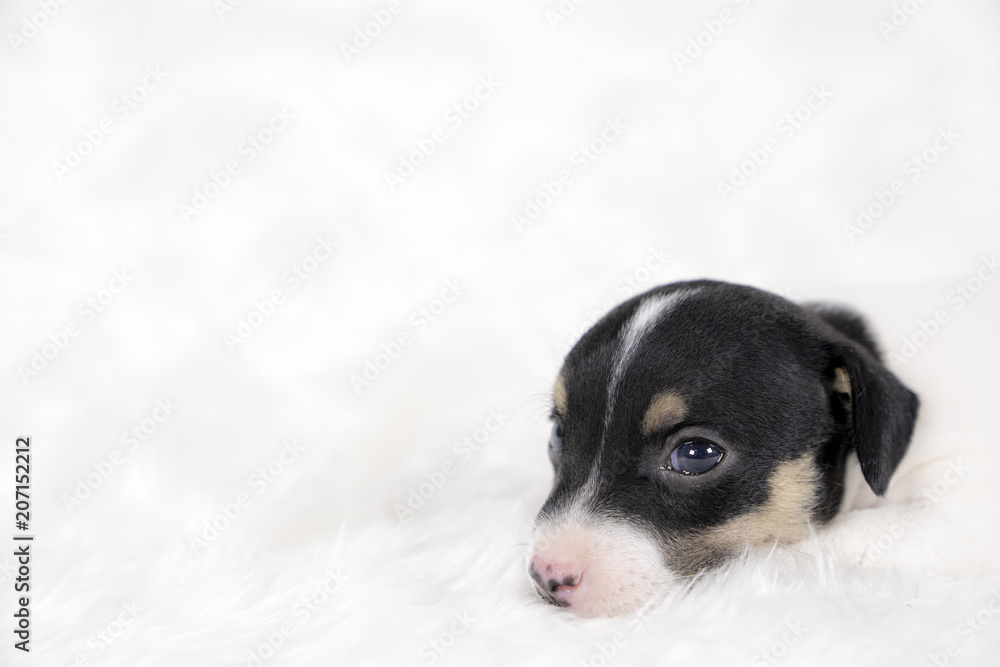 Jack russel puppy dog sit on white wool background.Puppy dog concept. Jack russel puppy dog sit on white wool background.Puppy dog concept.