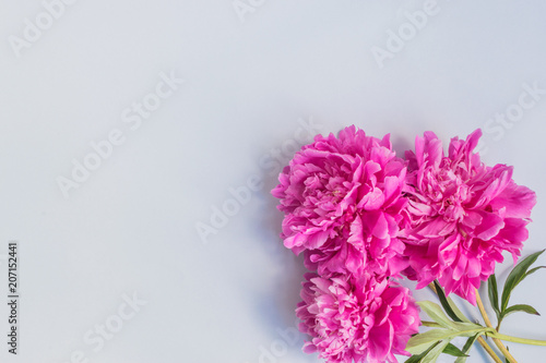 Pink peonies on a light blue background