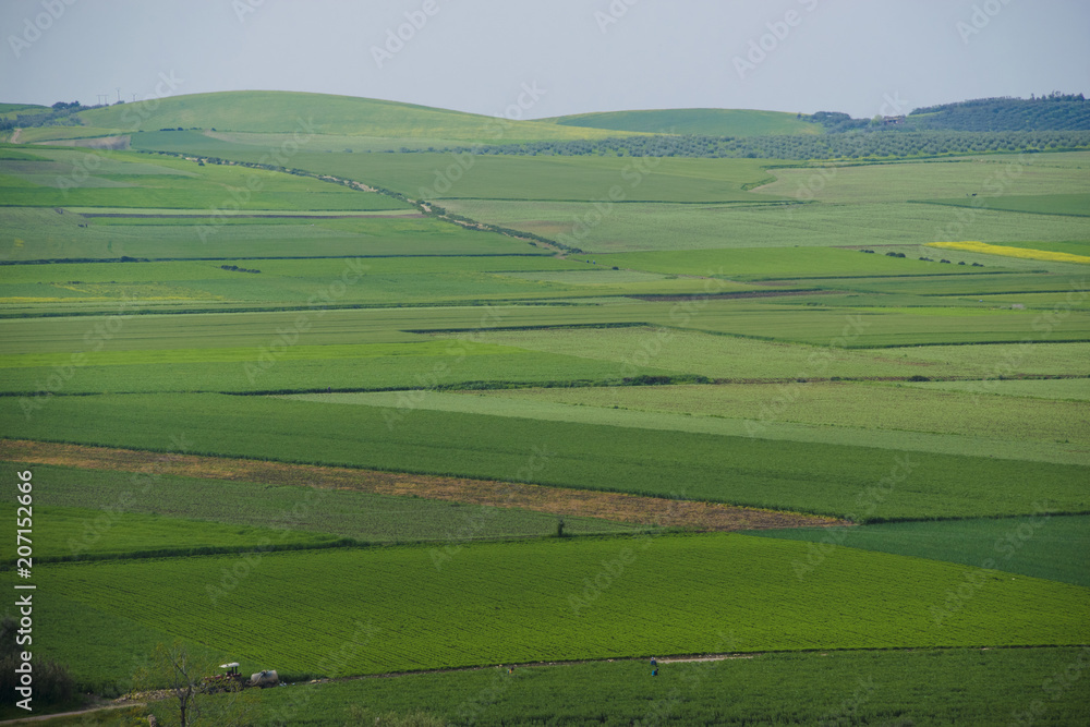 Agriculture area in volubilis